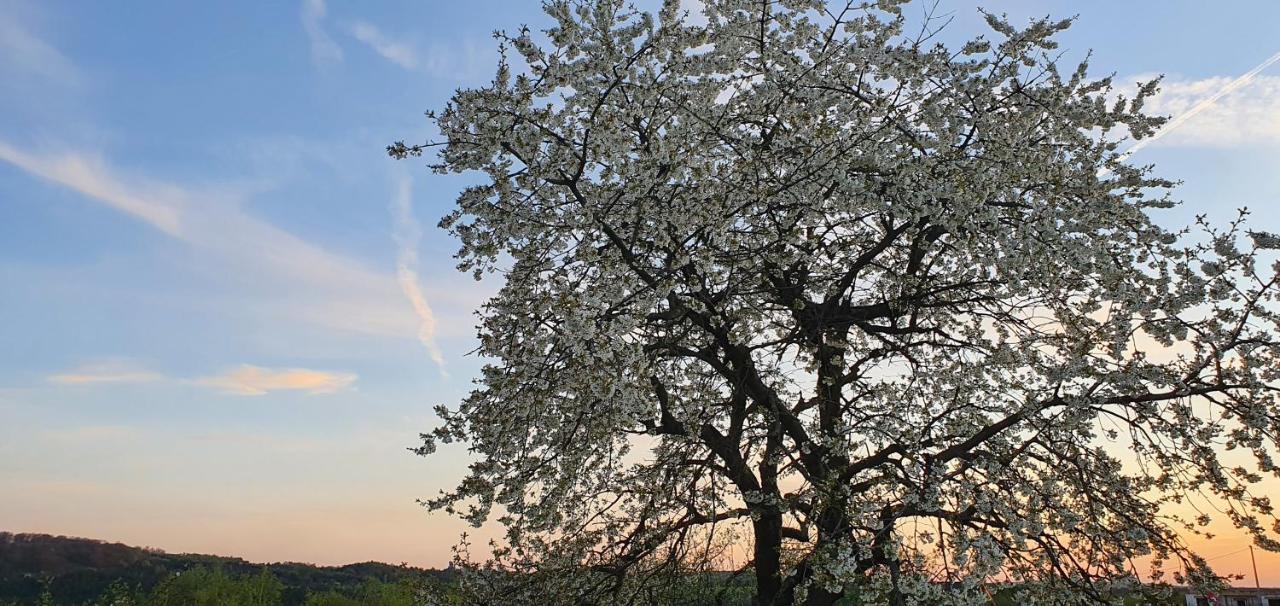 Skalny Widok Villa Hucisko  Dış mekan fotoğraf